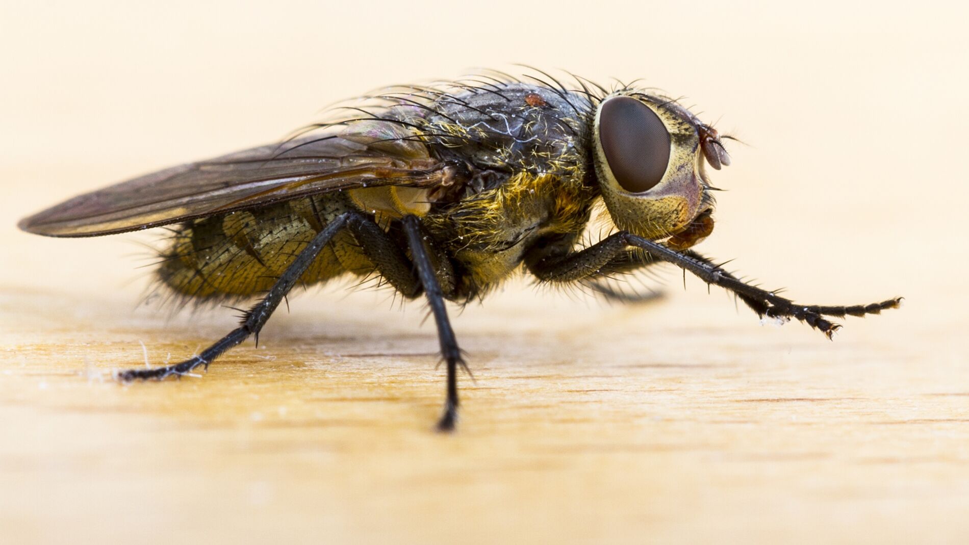 Los mejores remedios caseros para ahuyentar y eliminar moscas